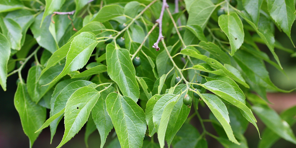 Fast Growing Trees Missouri