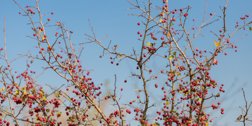 Trees With Red Berries in Winter