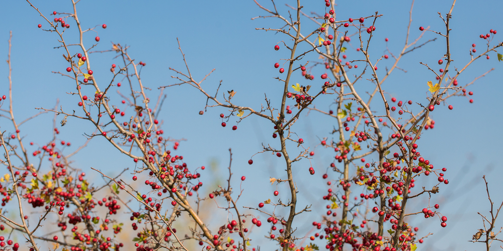 trees with red berries