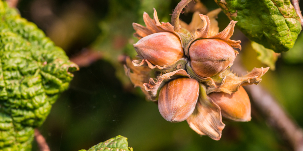Do Hazelnuts Grow In Washington State