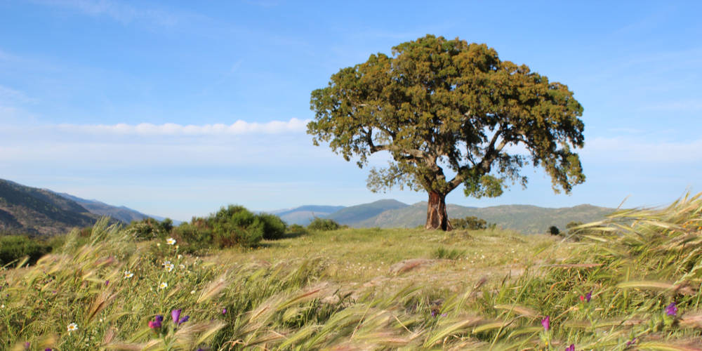 Best grass to grow under oak trees in Florida