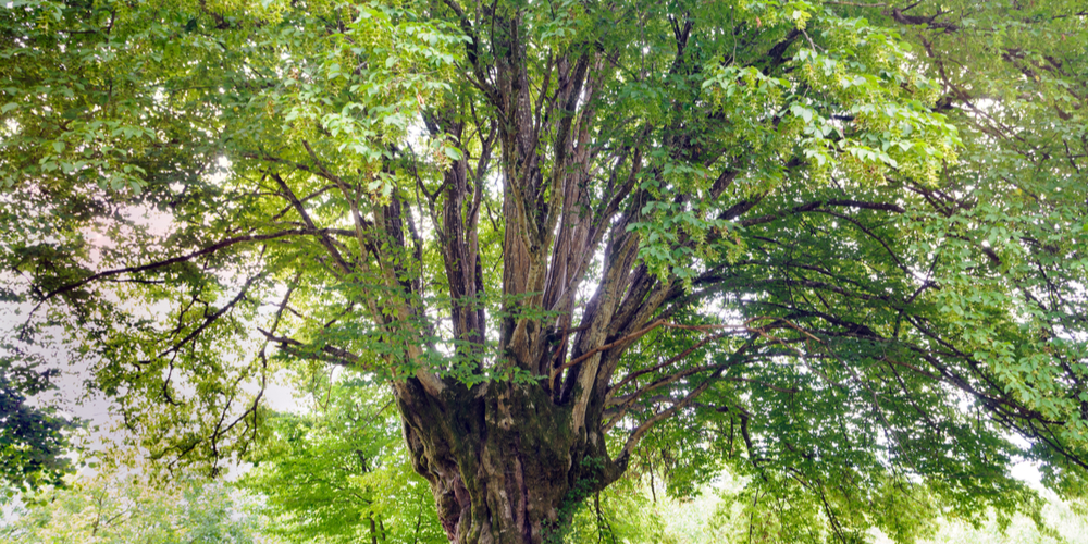 trees with orange flowers