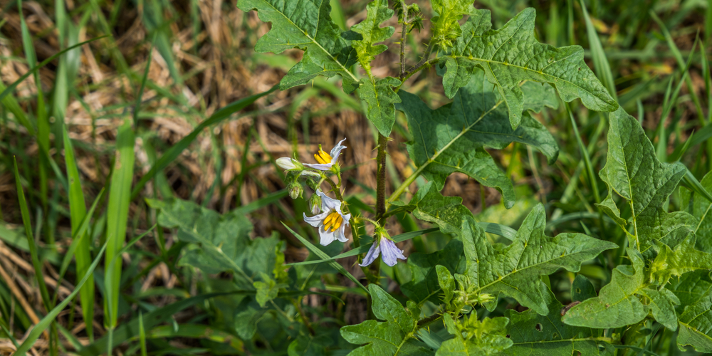 will roundup kill horsenettle