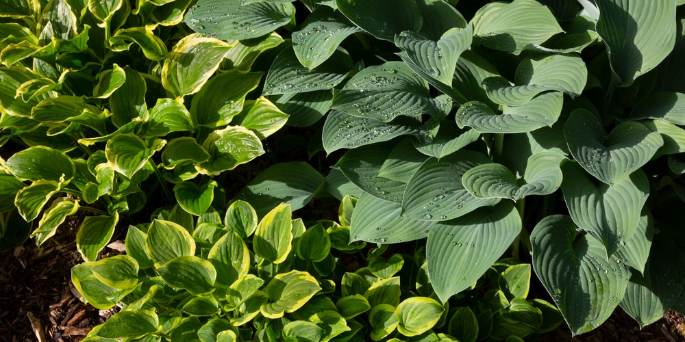 what is eating hosta leaves