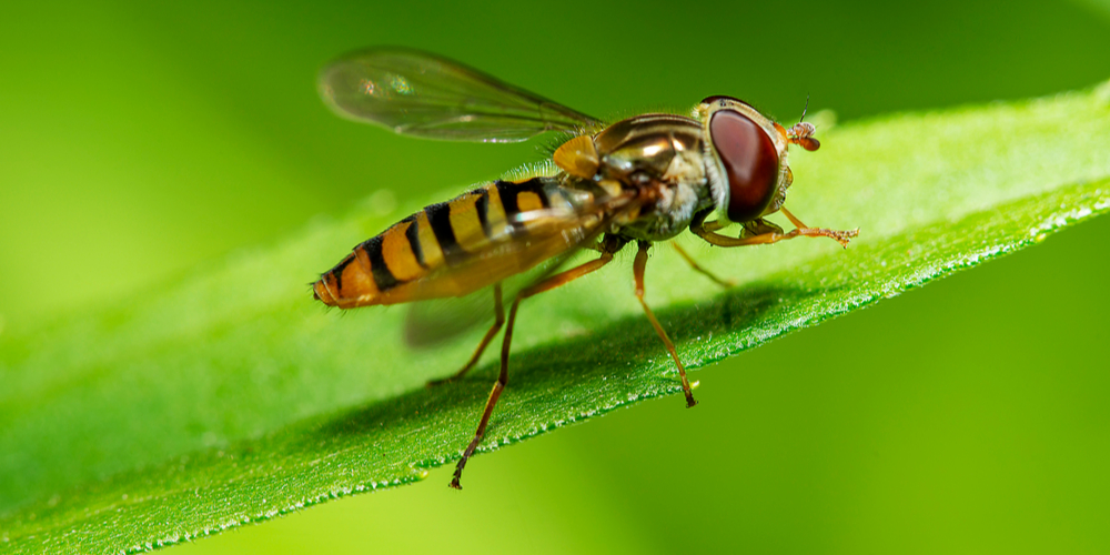 plants that attract flies