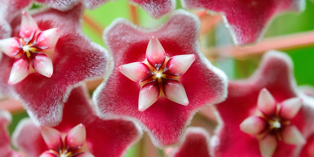 Hoya Parasitica