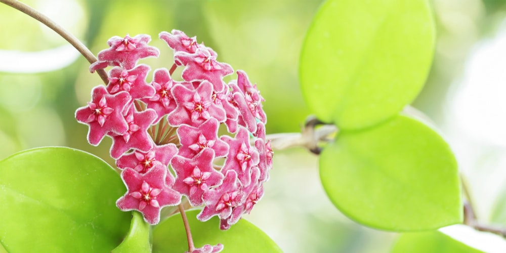 Hoya Parasitica