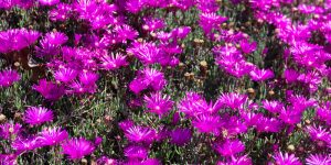 Ground Cover Plants Florida