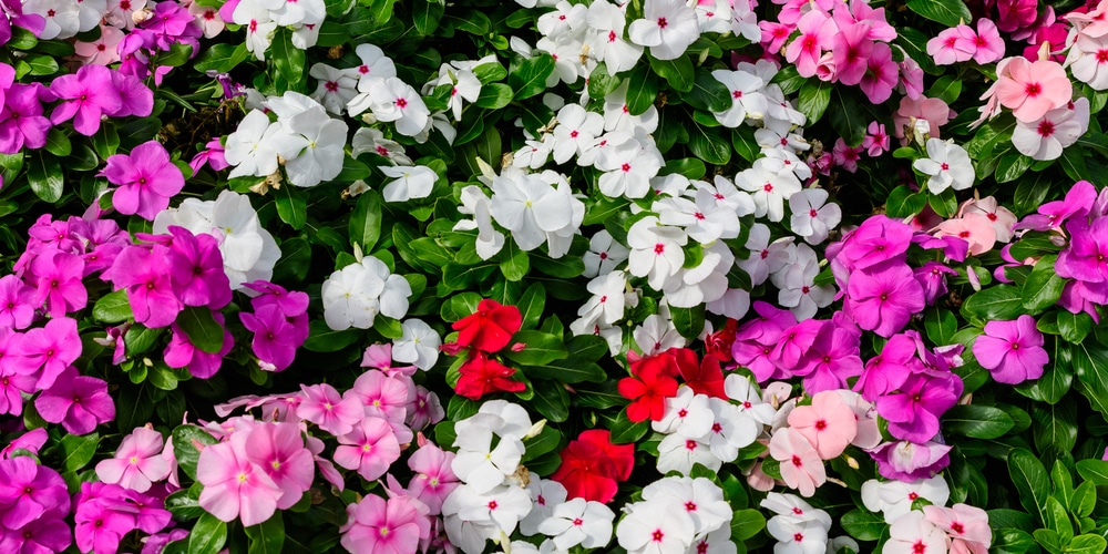 Impatiens in Hanging Baskets