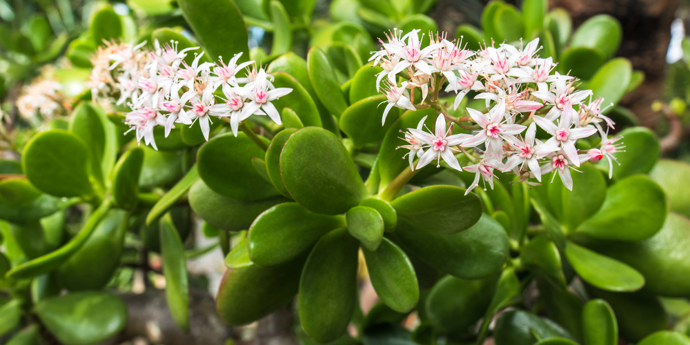 jade plant falling over