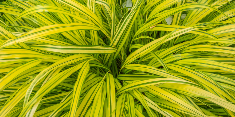 japanese forest grass companion plants