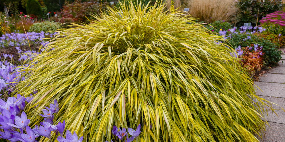 Why Is My Japanese Forest Grass Dying?