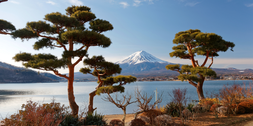 japanese forest grass companion plants