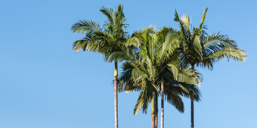 States that have palm trees