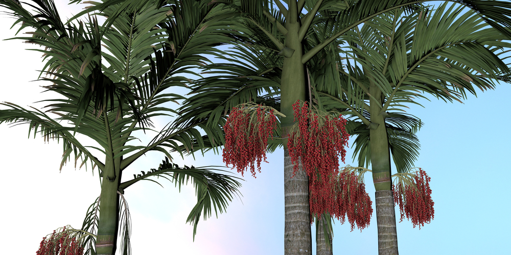king palm tree