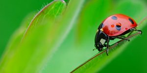 Do Ladybugs Eat Ants?