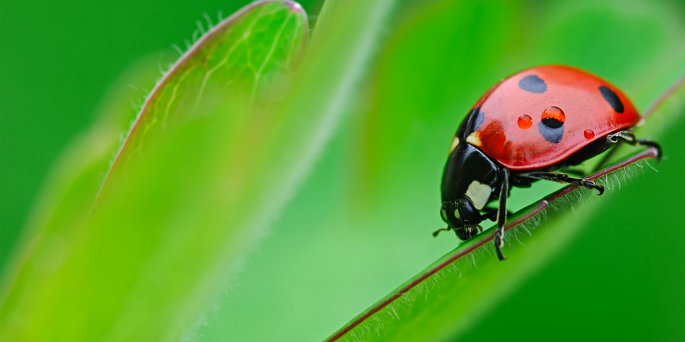 Do Ladybugs Eat Spider Mites?