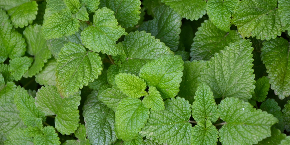 Shade Plants for a Rain Garden