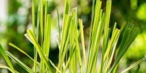 Flowering Lemongrass