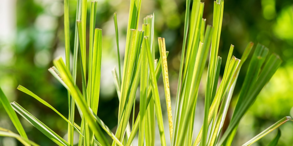 grow Lemongrass in Pots