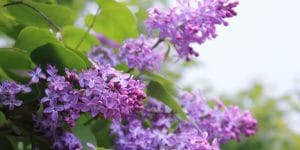 Lilac Leaves Curling