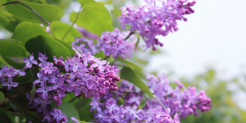 Do Lilacs Grow in South Carolina?