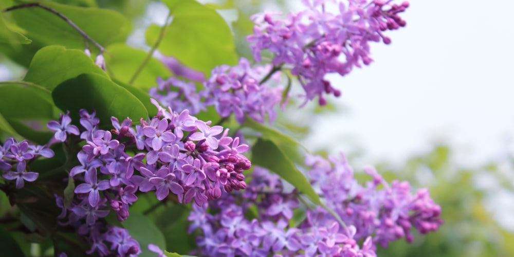 trees with purple flowers