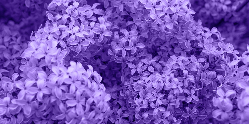 When to plant lilacs in Colorado?