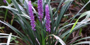 Giant liriope Texas