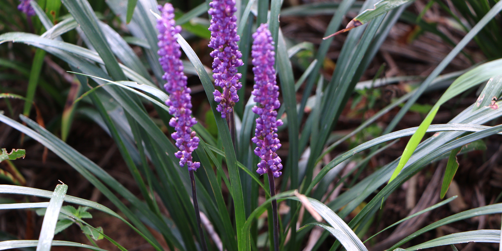 liriope vs monkey grass