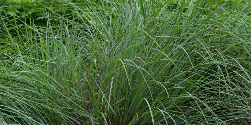 ornamental winter grasses