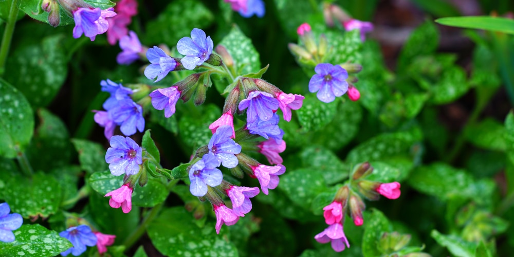 Native Shade Plants Indiana