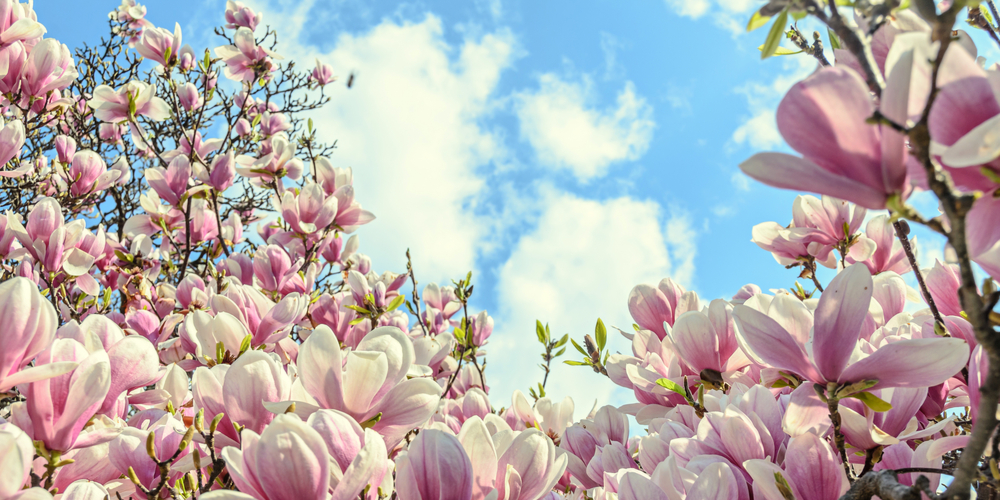 trees with pink flowers