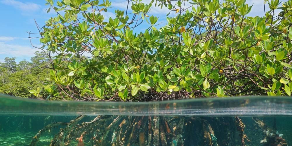 Trees That Grow In Water