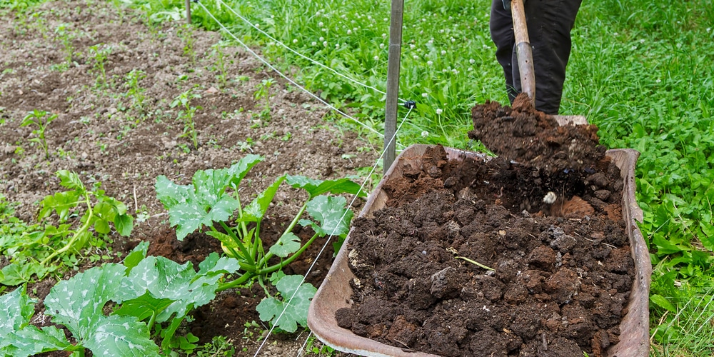 Best Fertilizer for Potatoes