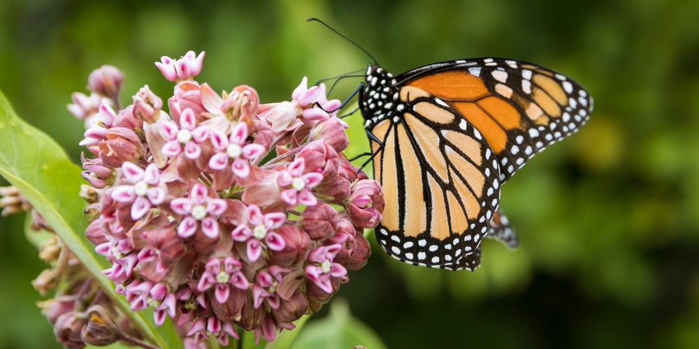 Butterfly Weed vs Milkweed