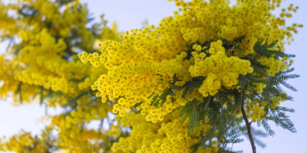 how to kill a mimosa tree