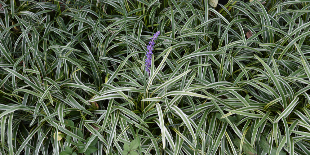 Grass-like plants with purple flowers
