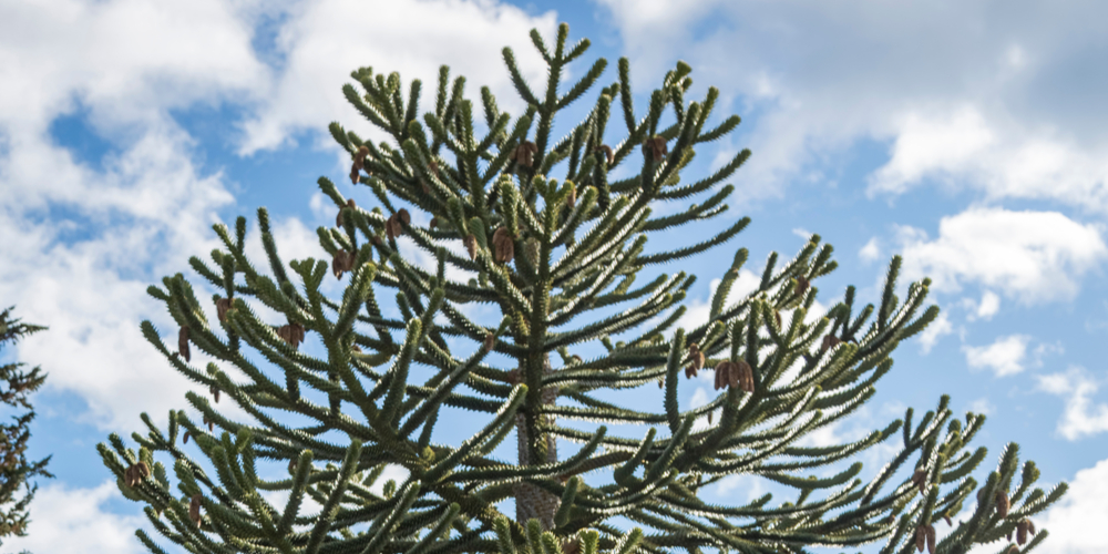 Umbrella-Shaped Trees