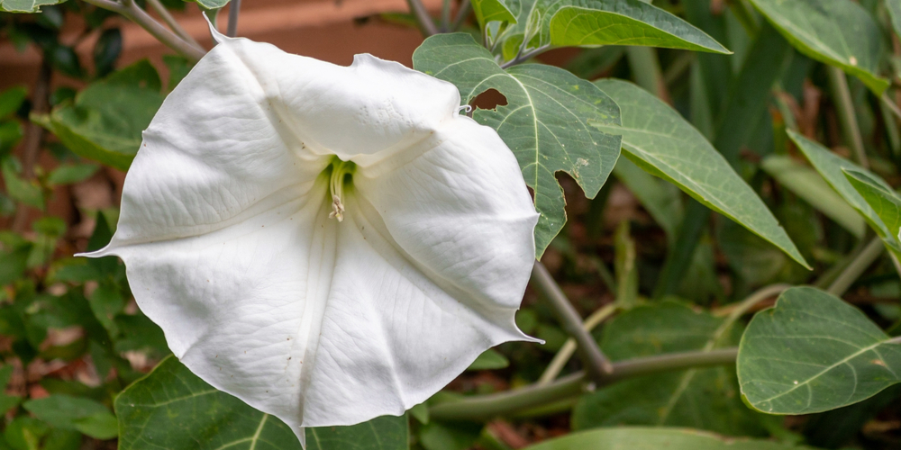 vine with white flower