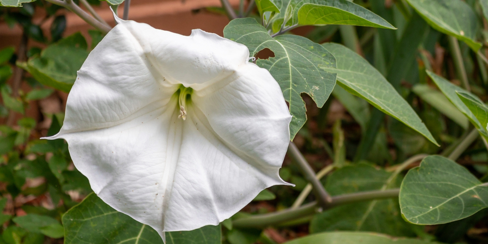 List of Morning Glory Types