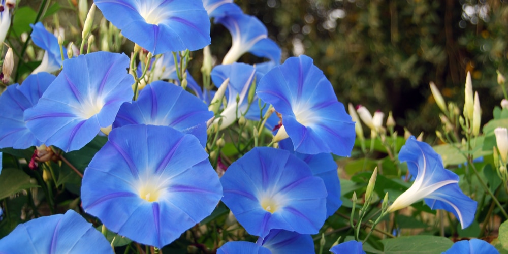 List of Morning Glory Types