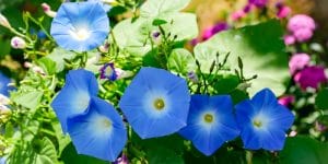 Blue Fescue Companion Plants