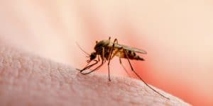 What Temperature Is Too Hot for Mosquitoes