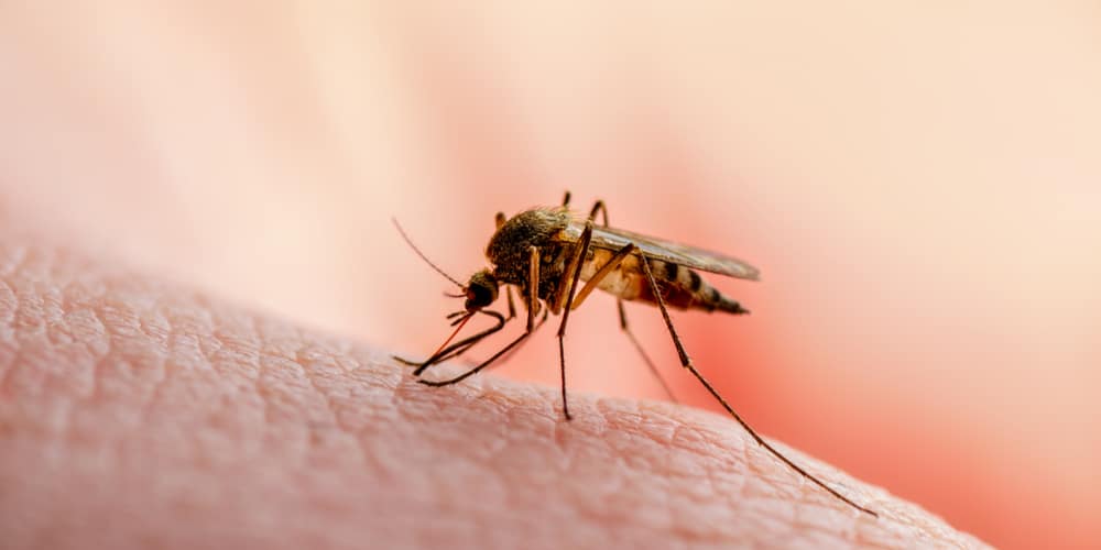 What Temperature Is Too Hot for Mosquitoes