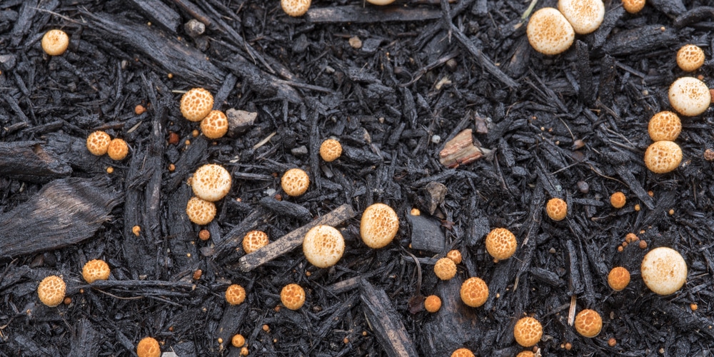 Mushrooms in Flower Bed