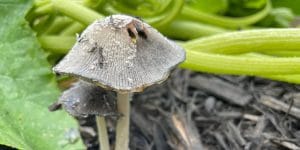 Mushrooms in Flower Bed