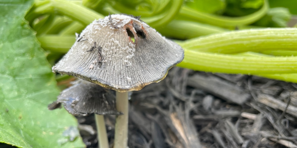 Mushrooms Growing In Mulch