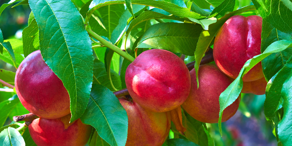 fruit trees in ct