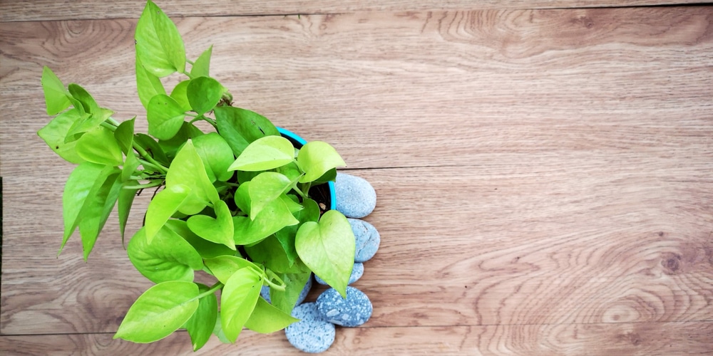 Philodendron Lemon Lime Vs. Neon Pothos